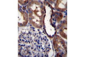 GRIK3 Antibody (N-term) (ABIN657037 and ABIN2846209) immunohistochemistry analysis in formalin fixed and paraffin embedded human kidney tissue followed by peroxidase conjugation of the secondary antibody and DAB staining. (GRIK3 Antikörper  (N-Term))