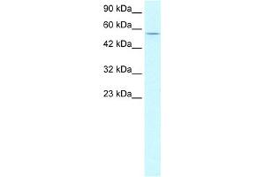WB Suggested Anti-CCNL1 Antibody Titration: 2. (Cyclin L1 Antikörper  (N-Term))