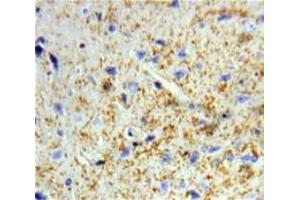 Used in DAB staining on fromalin fixed paraffin-embedded Brain tissue (Dermatopontin Antikörper  (AA 26-197))