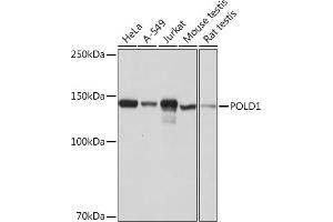 Western blot analysis of extracts of various cell lines, using POLD1 Rabbit mAb (ABIN1682929, ABIN3018707, ABIN3018708 and ABIN7101651) at 1:1000 dilution. (POLD1 Antikörper)