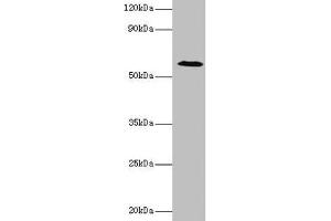 Western blot All lanes: UGP2 antibody at 2 μg/mL + Mouse liver tissue Secondary Goat polyclonal to rabbit IgG at 1/10000 dilution Predicted band size: 57, 56 kDa Observed band size: 57 kDa