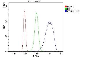 Flow Cytometry analysis of K562 cells using anti-KChIP2 antibody (ABIN3043273).