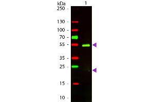 Rabbit anti-Golden Syrian Hamster IgG (Heavy & Light Chain) antibody (Texas Red (TR))