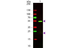 Western Blot of Texas conjugated Rabbit F(ab’)2 Anti-Golden Syrian Hamster IgG secondary antibody. (Kaninchen anti-Syrischer Goldhamster IgG (Heavy & Light Chain) Antikörper (Texas Red (TR)) - Preadsorbed)