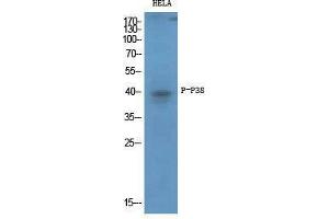 Western Blot (WB) analysis of specific cells using Phospho-p38 (T180/Y182) Polyclonal Antibody. (MAPK14 Antikörper  (pThr180, pTyr182))