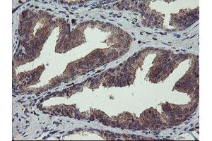 Image no. 1 for anti-Crystallin, Zeta, Homolog antibody (ABIN1497658) (CRYZL1 Antikörper)