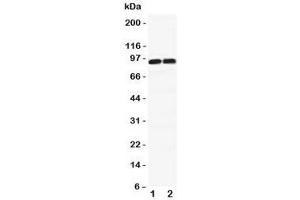 Western blot testing of PSD-95 antibody and Lane 1:  rat brain;  2: human HeLa lysate;  Predicted/Observed size: 95KD