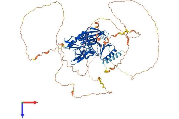 SYN1 Protein (AA 1-705) (His tag)