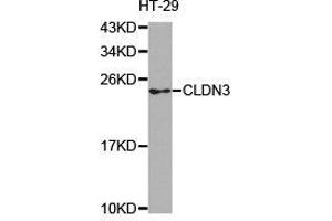 Western Blotting (WB) image for anti-Claudin 3 (CLDN3) antibody (ABIN1871895) (Claudin 3 Antikörper)