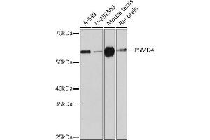 Western blot analysis of extracts of various cell lines, using PSMD4 Rabbit mAb (ABIN1681255, ABIN3017957, ABIN3017958 and ABIN7101547) at 1:1000 dilution. (PSMD4/ASF Antikörper)