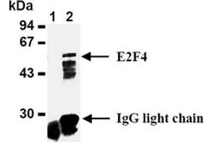 Western Blotting (WB) image for anti-E2F Transcription Factor 4, P107/p130-Binding (E2F4) antibody (ABIN487490) (E2F4 Antikörper)