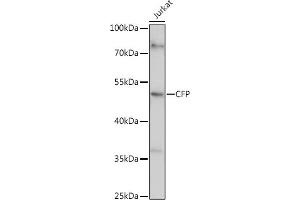 Western blot analysis of extracts of Jurkat cells, using CFP antibody (ABIN6127651, ABIN6138467, ABIN6138468 and ABIN6221045) at 1:1000 dilution. (CFP Antikörper  (AA 190-469))