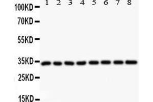 Western Blotting (WB) image for anti-Cyclin D3 (CCND3) (AA 136-292) antibody (ABIN3043485)
