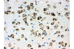 Anti- GRP78 BiP Picoband antibody, IHC(P) IHC(P): Mouse Brain Tissue