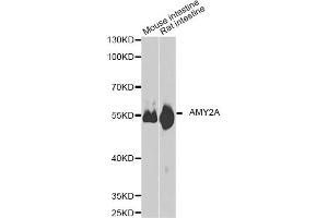 Western blot analysis of extracts of various cell lines, using AMY2A antibody. (AMY2A Antikörper)