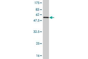 Western Blot detection against Immunogen (54. (TAZ Antikörper  (AA 1-262))