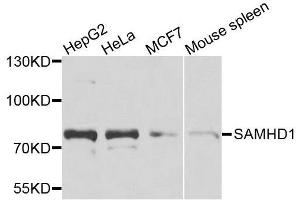 Western blot analysis of extracts of various cell lines, using SAMHD1 antibody. (SAMHD1 Antikörper  (AA 387-626))