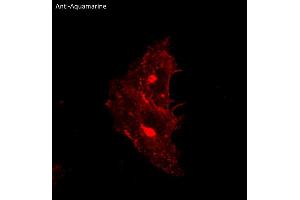 Immunofluorescence (IF) image for anti-Aquamarine Fluorescent Protein antibody (ABIN7273084) (Aquamarine Fluorescent Protein Antikörper)