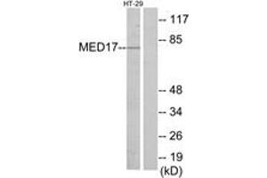 Western Blotting (WB) image for anti-Mediator Complex Subunit 17 (MED17) (AA 141-190) antibody (ABIN2889773) (MED17 Antikörper  (AA 141-190))