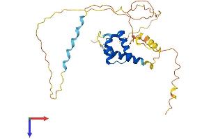 HOXD8 Protein (AA 1-290) (His tag)