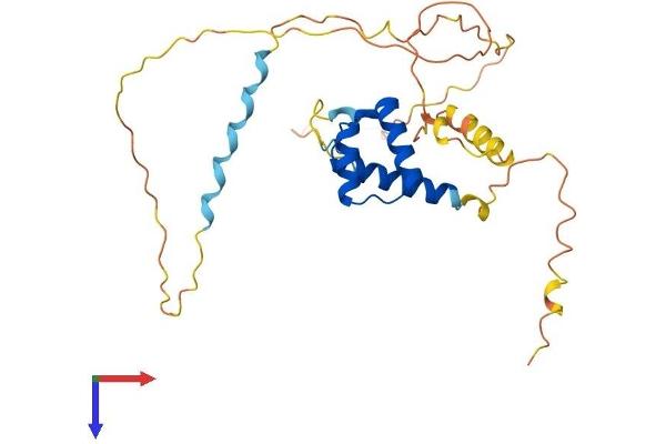 HOXD8 Protein (AA 1-290) (His tag)
