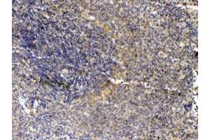 IHC testing of FFPE rat spleen tissue with Thrombopoietin antibody at 1ug/ml. (Thrombopoietin Antikörper)