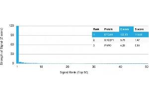 Analysis of Protein Array containing >19,000 full-length human proteins using EpCAM Mouse Monoclonal Antibody (EGP40/1384) Z- and S- Score: The Z-score represents the strength of a signal that a monoclonal antibody (MAb) (in combination with a fluorescently-tagged anti-IgG secondary antibody) produces when binding to a particular protein on the HuProtTM array. (EpCAM Antikörper  (Extracellular Domain))