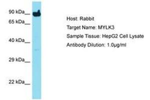 Image no. 1 for anti-Myosin Light Chain Kinase 3 (MYLK3) (C-Term) antibody (ABIN6750729) (MYLK3 Antikörper  (C-Term))