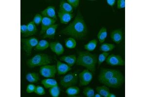 IF analysis of USP9X using anti-USP9X antibody (ABIN7599786). (USP9X Antikörper  (AA 1175-1283))