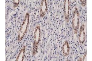 Immunohistochemical staining (Formalin-fixed paraffin-embedded sections) of human kidney with F11R monoclonal antibody, clone RM275 . (F11R Antikörper  (N-Term))