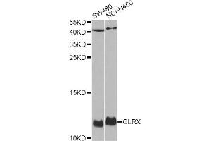 Western blot analysis of extracts of various cell lines, using GLRX antibody (ABIN1876503) at 1:1000 dilution. (Glutaredoxin 1 Antikörper)