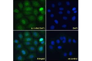 ABIN184690 Immunofluorescence analysis of paraformaldehyde fixed MCF7 cells, permeabilized with 0. (RACGAP1 Antikörper  (C-Term))