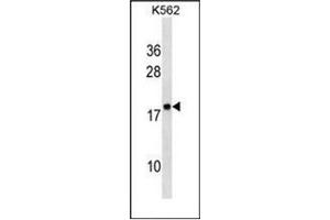 Western blot analysis of RPLP2 Antibody (N-Term) in K562 cell line lysates (35ug/lane).