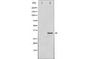 Western blot analysis of Syntaxin 1A expression in HT29 whole cell lysates,The lane on the left is treated with the antigen-specific peptide. (STX1A Antikörper  (N-Term))