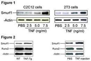 Image no. 2 for anti-SMAD Specific E3 Ubiquitin Protein Ligase 1 (SMURF1) (N-Term) antibody (ABIN357469) (SMURF1 Antikörper  (N-Term))