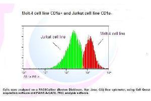 Image no. 1 for anti-CD1a (CD1a) antibody (PE) (ABIN1112082) (CD1a Antikörper  (PE))