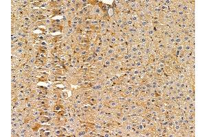 ABIN6263950 and ABIN6272733 at 1/100 staining mouse liver tissue by IHC-P. (P2RY2 Antikörper  (C-Term))