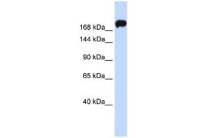 WB Suggested Anti-MYH9 Antibody Titration:  0. (Myosin 9 Antikörper  (Middle Region))