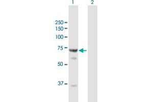 Western Blot analysis of STXBP1 expression in transfected 293T cell line by STXBP1 MaxPab polyclonal antibody. (STXBP1 Antikörper  (AA 1-603))