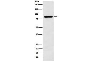 Western blot analysis of Cullin 3 expression in SH-SY5Y cell lysate.