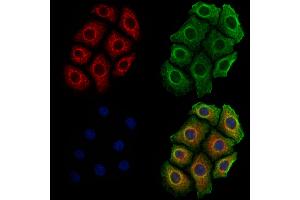 ABIN6261363 and ABIN6278853 staining Hela cells by IF/ICC. (CALY Antikörper  (Internal Region))