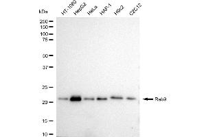 anti-RAB9A, Member RAS Oncogene Family (RAB9A) antibody