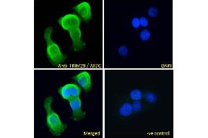 ABIN571104 Immunofluorescence analysis of paraformaldehyde fixed A431 cells, permeabilized with 0. (TRIM29 Antikörper  (Internal Region))