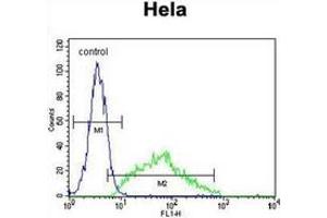 Flow cytometric analysis of Hela cells using Leptin Antibody (N-term) Cat. (Leptin Antikörper  (N-Term))