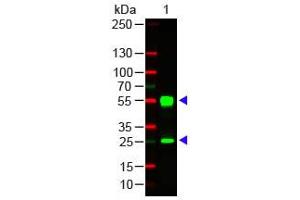 Mouse IgG (H&L) Antibody 549 Conjugated Western Blot. (Ziege anti-Maus IgG (Heavy & Light Chain) Antikörper (DyLight 549) - Preadsorbed)