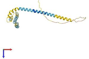 Receptor Accessory Protein 1 Protein (REEP1) (AA 1-201) (His tag)