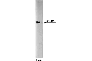 Western blot analysis of RACK1 on a Jurkat lysate. (GNB2L1 Antikörper  (AA 113-317))