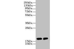 Western blot All lanes: DAOA antibody at 2 μg/mL Lane 1: PC-3 whole cell lysate Lane 2: Mouse gonadal tissue Secondary Goat polyclonal to rabbit IgG at 1/10000 dilution Predicted band size: 19, 2, 10, 15 kDa Observed band size: 19 kDa (DAOA Antikörper  (AA 1-153))