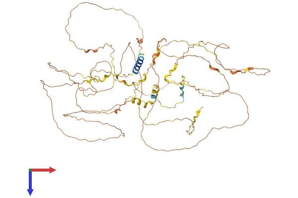 ZNF750 Protein (AA 1-723) (His tag)