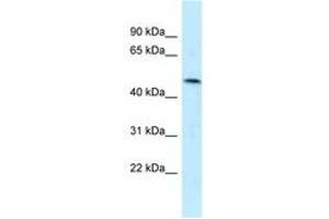 Image no. 1 for anti-Sulfide Quinone Reductase-Like (SQRDL) (AA 209-258) antibody (ABIN6747850) (SQRDL Antikörper  (AA 209-258))